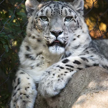 Artwork thumbnail, Snow Leopard by Randall Ingalls