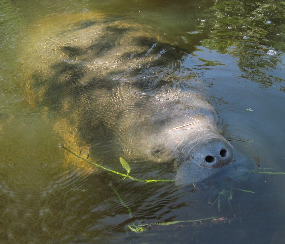 "Manatee Eating Grass" by marshbunny | Redbubble