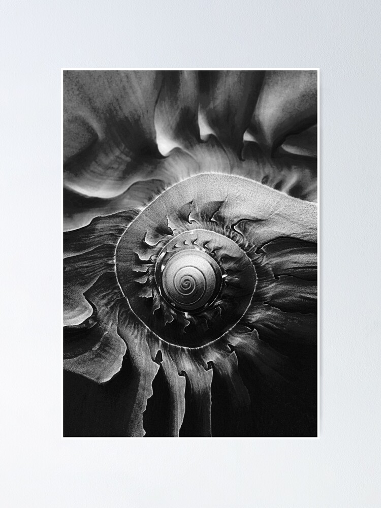 Thumbnail 1 of 3, Poster, Melon Shell In Mono designed and sold by SexyEyes69.