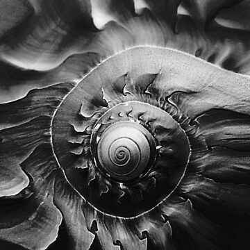 Artwork thumbnail, Melon Shell In Mono by SexyEyes69