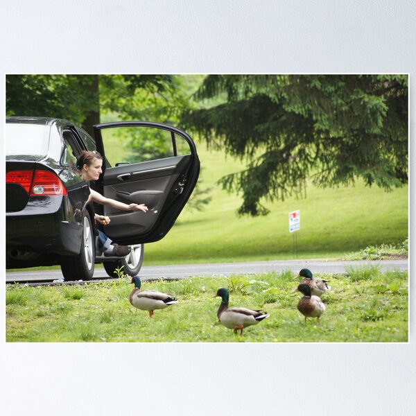 Item preview, Dont feed the Ducks designed and sold by JoeyAndArly.