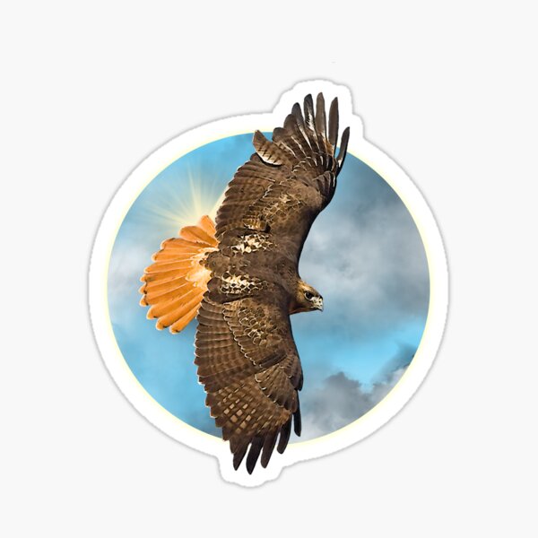 Item preview, Red Tail Hawk Flying | Sky Falcon | Falconry | Native American Inspired | Wildlife | Animals designed and sold by BlueNoseTrading.