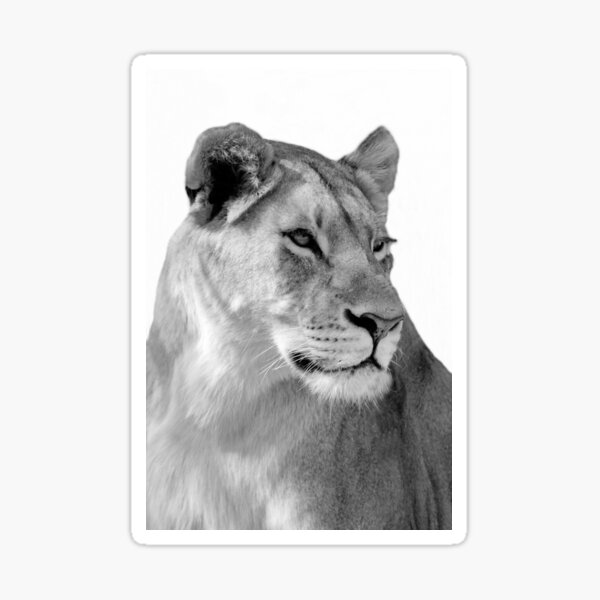 Item preview, Female lion. designed and sold by Jurie Maree.