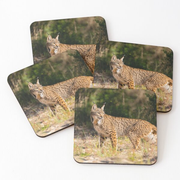 Item preview, Iberian Lynx, La Rocina, Parque Nacional de Doñana, Spain designed and sold by AndrewJonesFoto.