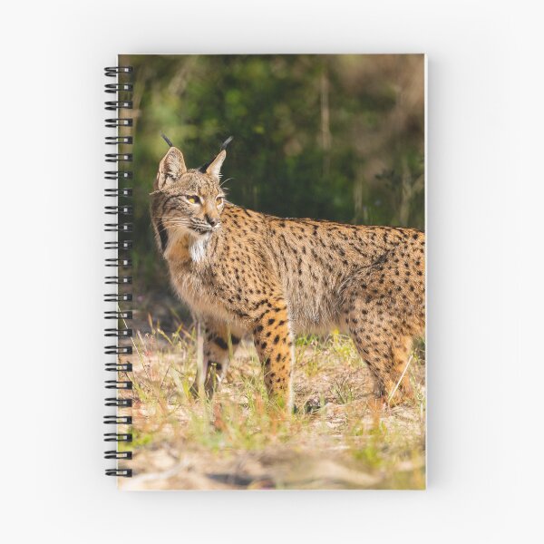 Item preview, Iberian Lynx, La Rocina, Parque Nacional de Doñana, Spain designed and sold by AndrewJonesFoto.
