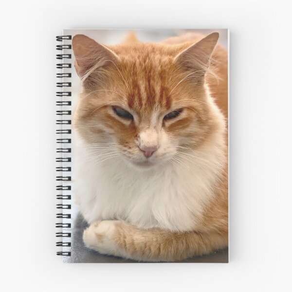 Item preview, Young reverent red-haired cat designed and sold by AHELENE.