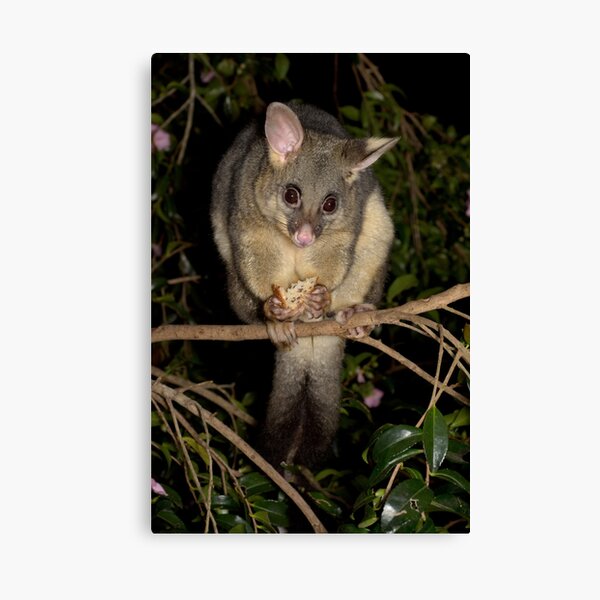 Common Brushtail Possum - Trichosurus vulpecula Canvas Print