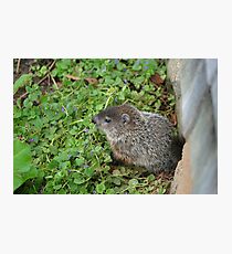 Baby Groundhog Photographic Print