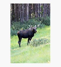 Moose Photographic Print