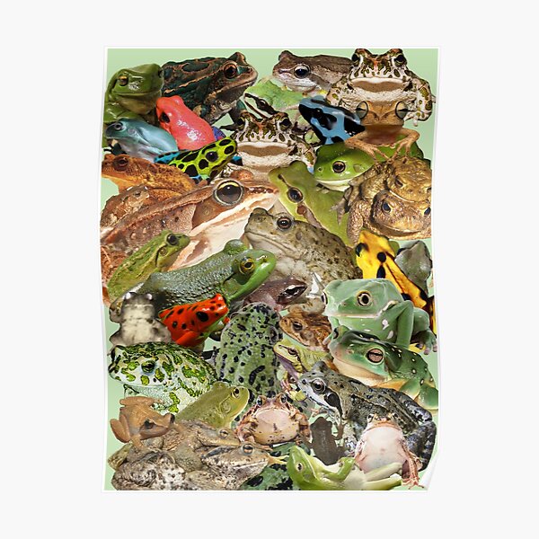 Lots of Frogs Poster