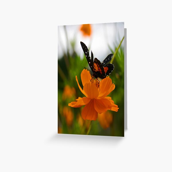 Butterfly Greeting Card