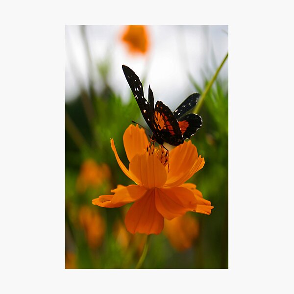 Butterfly Photographic Print