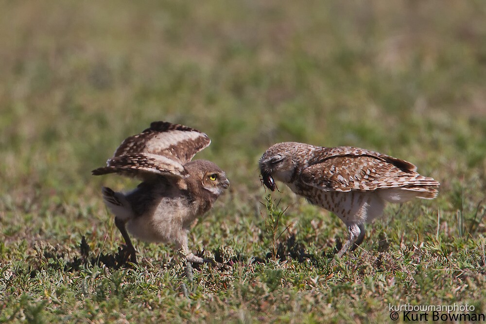 "Burrowing Owl Chick Getting Food" by kurtbowmanphoto Redbubble