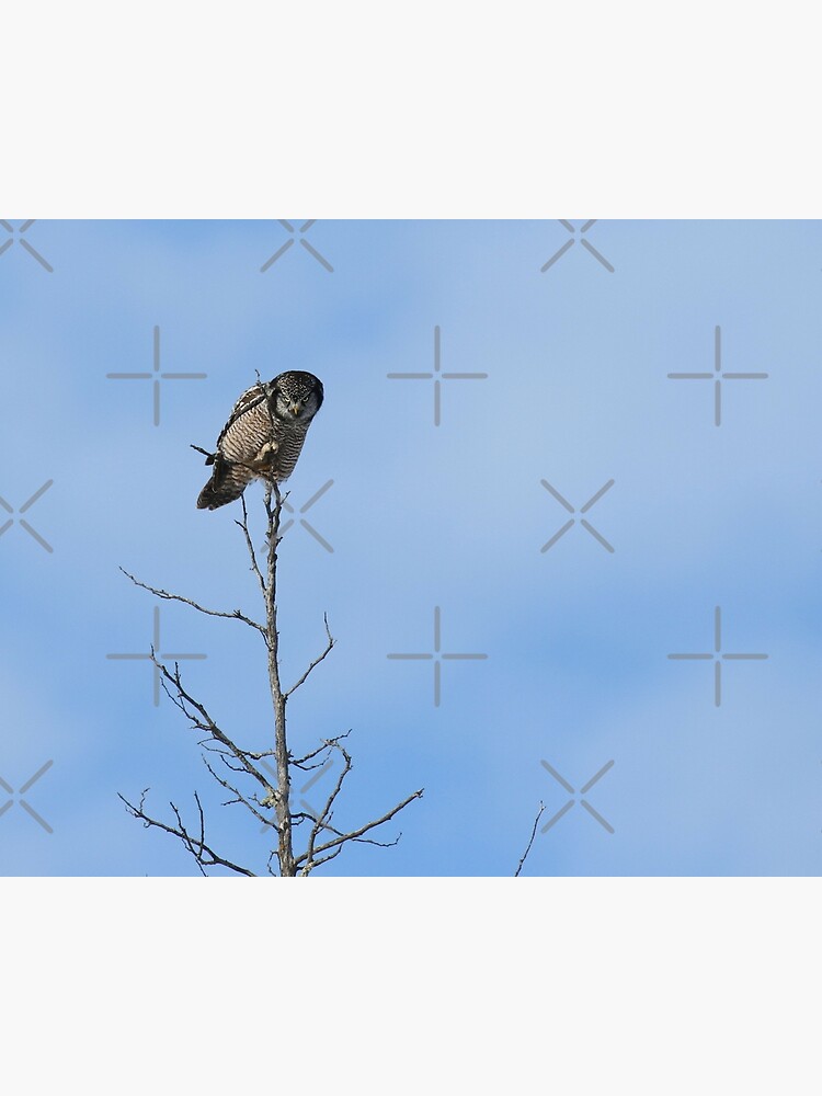 "On the Hunt (part 1)" Poster by locustgirl Redbubble