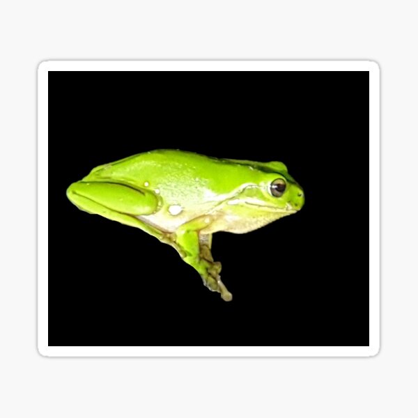 Australian Green tree Frog Sticker