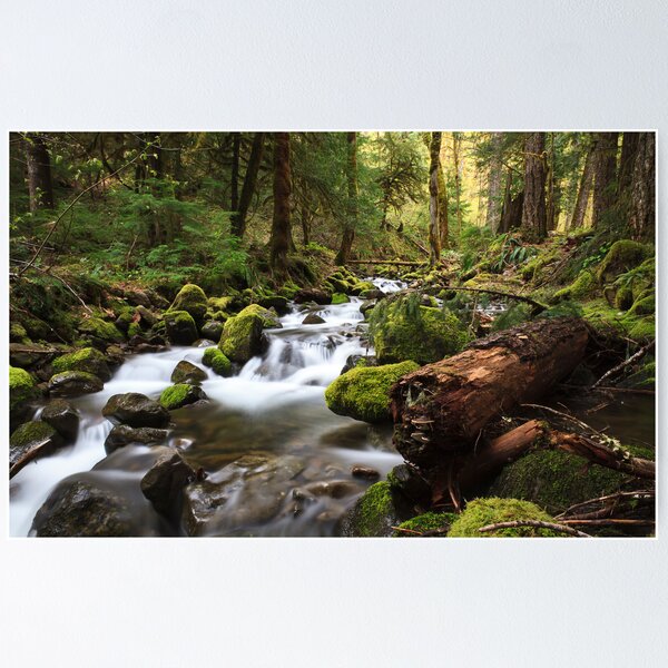 Item preview, Paradise Creek, Skamania County, Washington designed and sold by Cameron Booth.
