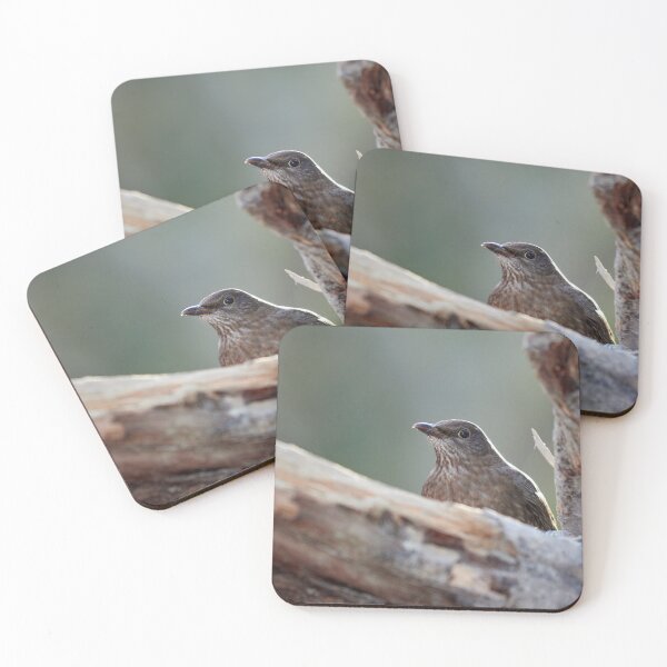 Item preview, Hide and seek. Eurasian blackbird designed and sold by Jouko Lehto Photography.