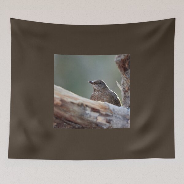 Item preview, Hide and seek. Eurasian blackbird designed and sold by Jouko Lehto Photography.