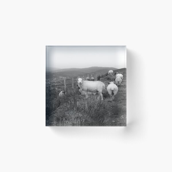 Sheep on Rural Path - County Donegal in BW Acrylic Block