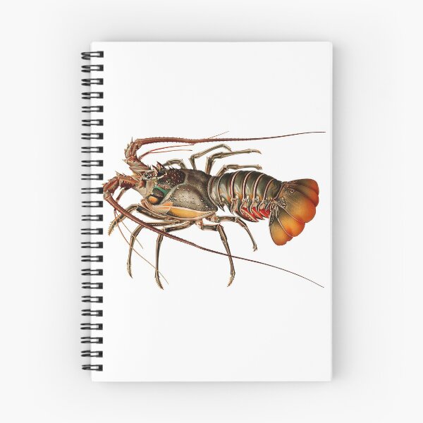 Item preview, Vintage crayfish illustration - Panulirus regius designed and sold by Flamin' Galah.