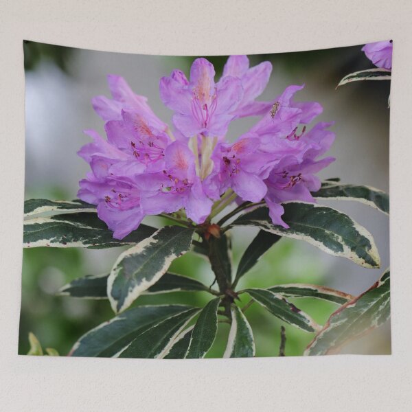 Item preview, Rhododendron Beauty designed and sold by cuprum.