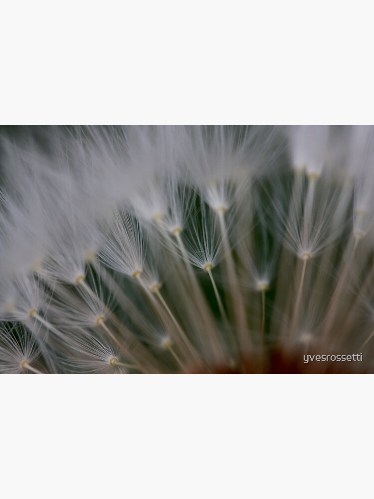 dandelion's secret 2 by yvesrossetti