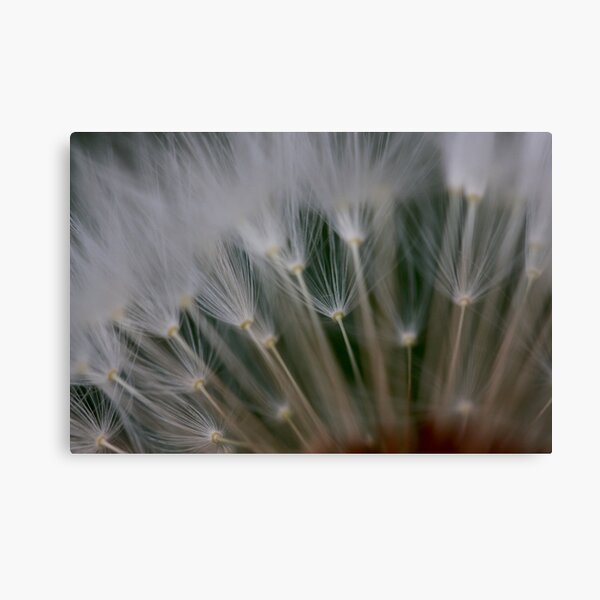 dandelion's secret 2 Canvas Print