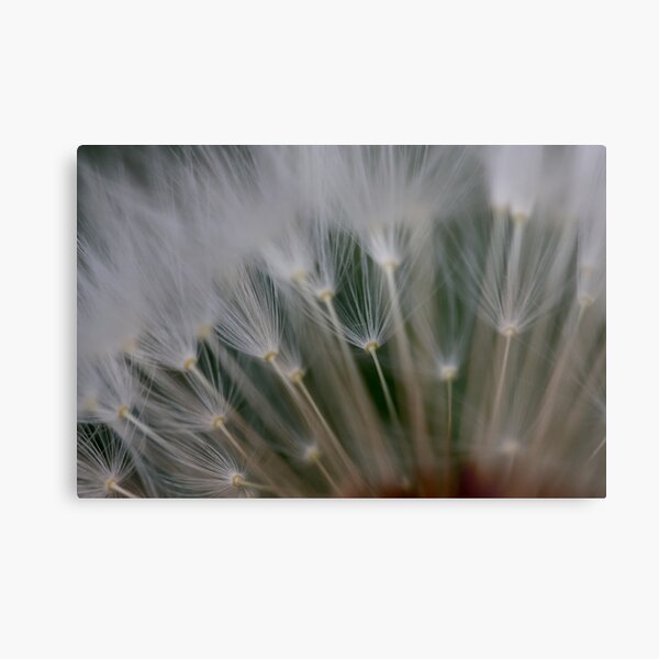 dandelion's secret 2 Metal Print