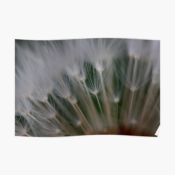 dandelion's secret 2 Poster