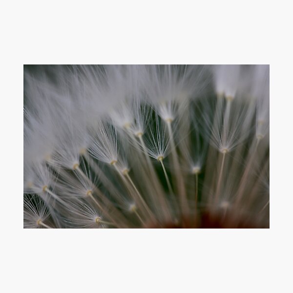 dandelion's secret 2 Photographic Print