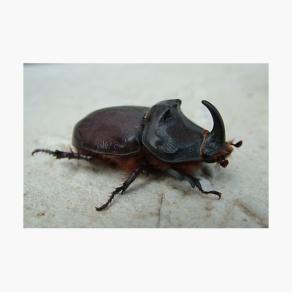 Rhino Beetle Photographic Print