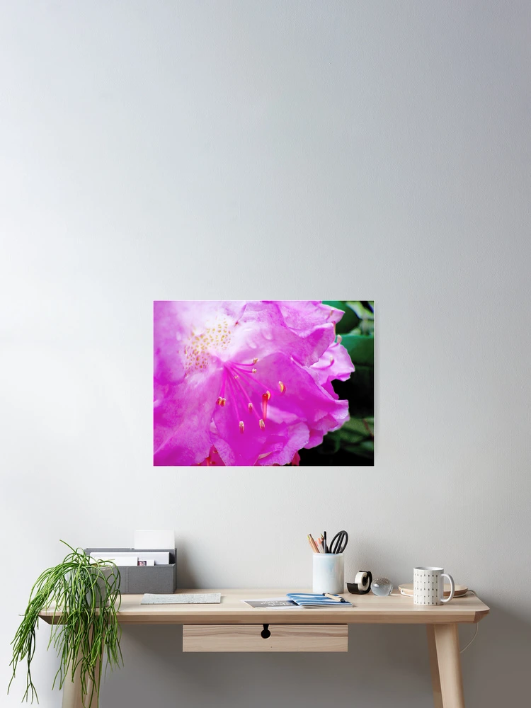 Thumbnail 2 of 3, Poster, Pink Rhododendron designed and sold by Marcia Rubin.
