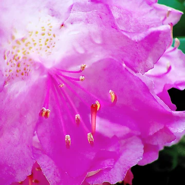 Artwork thumbnail, Pink Rhododendron by Marcia Rubin