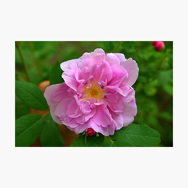 Artikelvorschau, Trail Flower II entworfen und verkauft von SPPhotography.