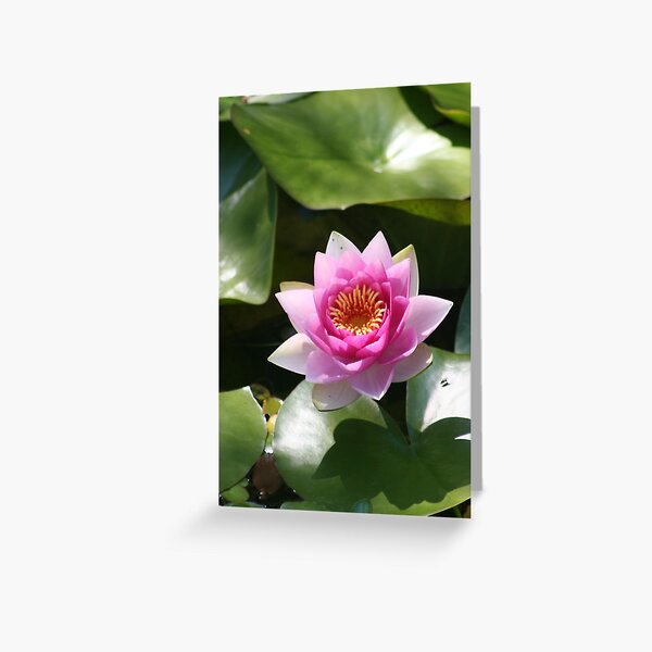 Flowering Lotus evolks zen-like Calmness Greeting Card