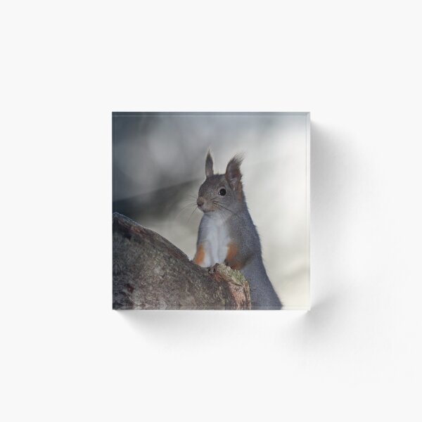 Dualistic light. Eurasian red squirrel Acrylic Block