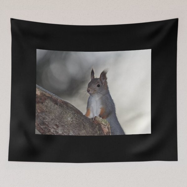 Item preview, Dualistic light. Eurasian red squirrel designed and sold by Jouko Lehto Photography.