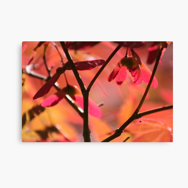 Japanese maple in the fall, Mayne Island, BC Canvas Print