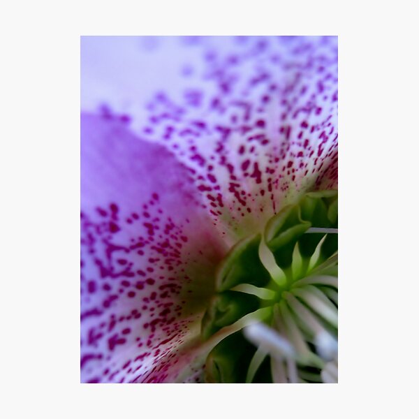 Glowing, a close-up of a hellebore flower Photographic Print