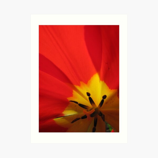 Abstractions... close-up of a tulip Art Print