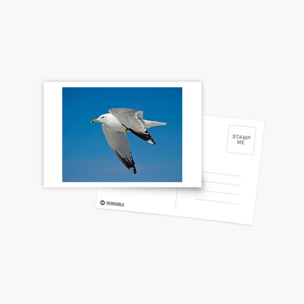 Item preview, Ring Billed Gull  designed and sold by Daniel  Parent.