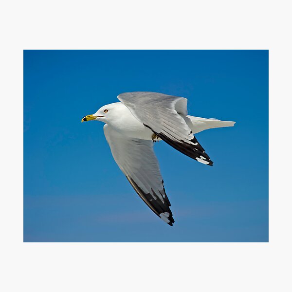 Item preview, Ring Billed Gull  designed and sold by Daniel  Parent.