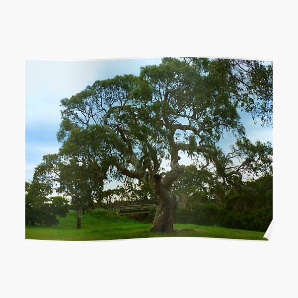 The Tree as is, Gippsland Poster