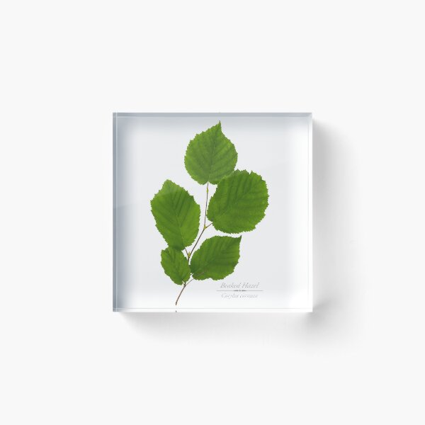 Item preview, Beaked Hazel Tree designed and sold by Christina Rollo.