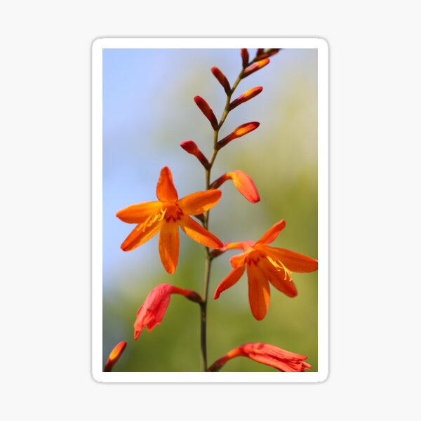 Watsonia Gifts & Merchandise for Sale Redbubble