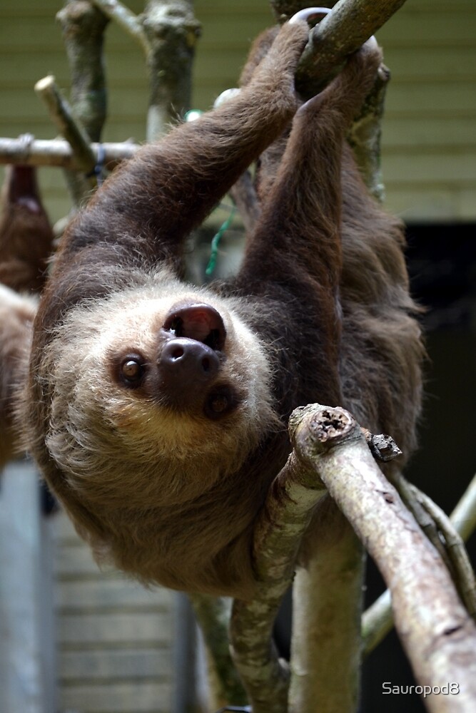 "Two Toed Sloth" by Sauropod8 | Redbubble