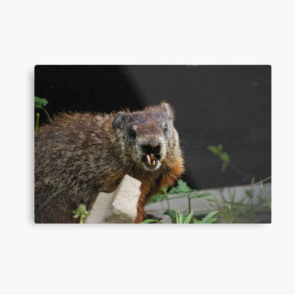 do you know a good orthodontist ? Metal Print