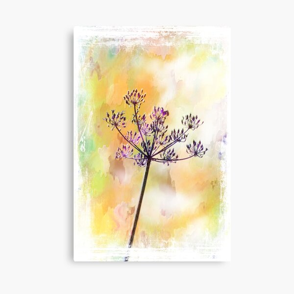 Cow Parsley Canvas Prints for Sale