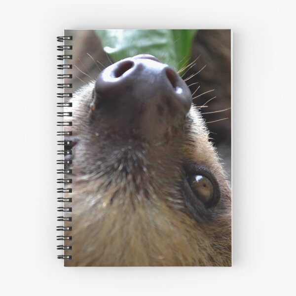 Item preview, Close Up Two Toed Sloth designed and sold by Sauropod8.