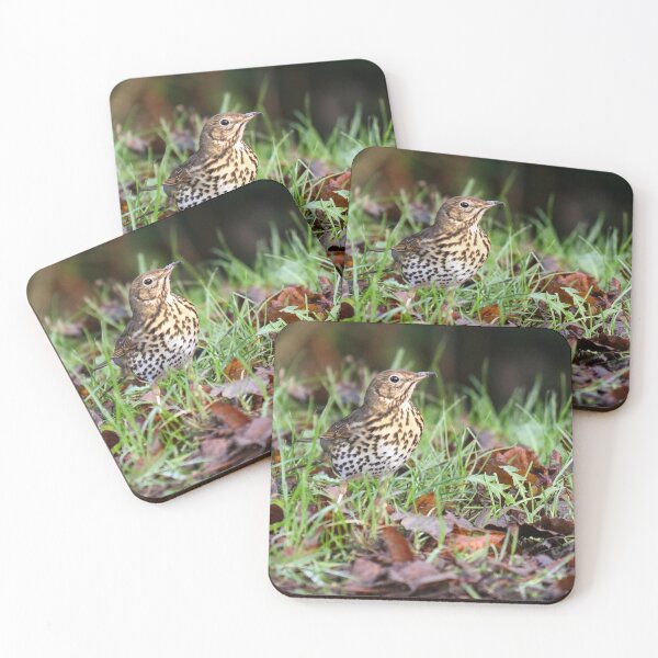 Item preview, Song thrush in leaf litter designed and sold by GreyFeatherPhot.